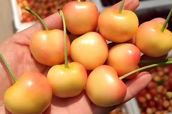 拉宾斯甜樱桃刚长的小芽是什么颜色,尖端的部分则是呈淡红色