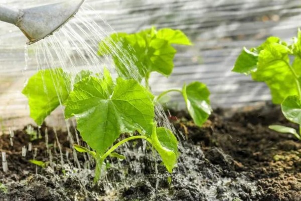 黄瓜对生长温度的要求,要保持在15-32℃