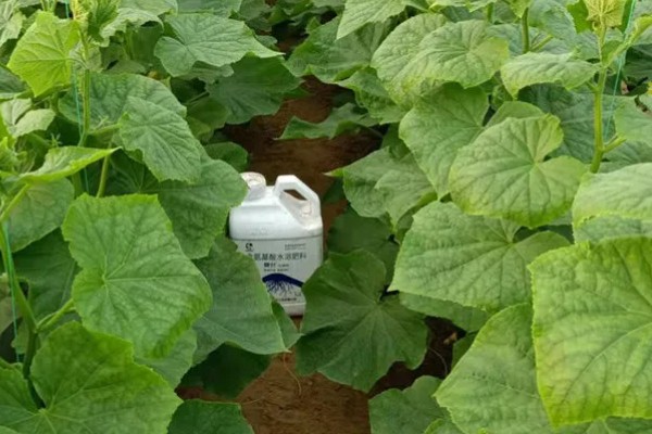 黄瓜对生长温度的要求,要保持在15-32℃