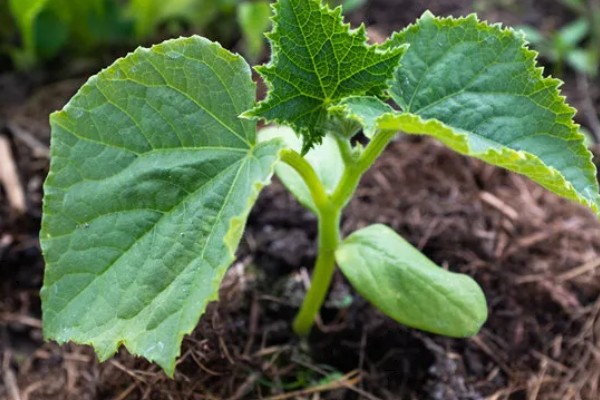 黄瓜对生长温度的要求,要保持在15-32℃