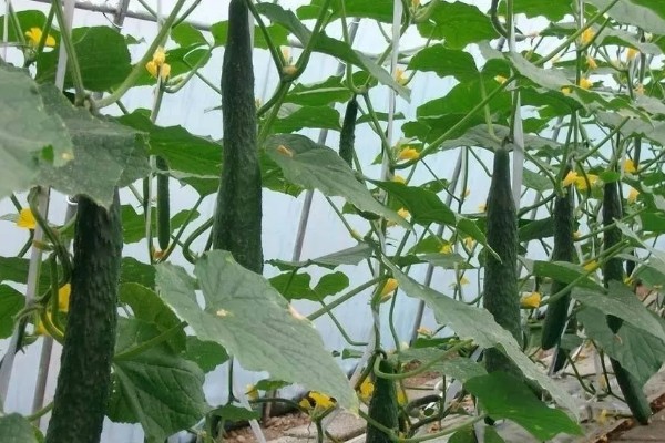 黄瓜对生长温度的要求,要保持在15-32℃