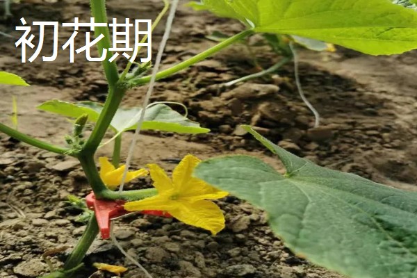 黄瓜对生长温度的要求,要保持在15-32℃