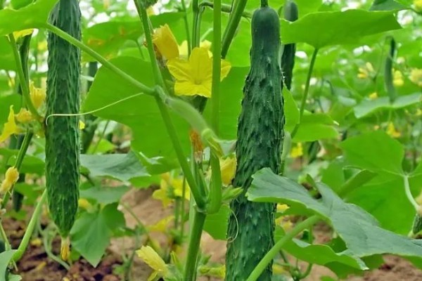 黄瓜对生长温度的要求,要保持在15-32℃