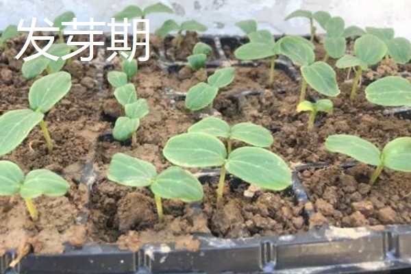 黄瓜对生长温度的要求,要保持在15-32℃