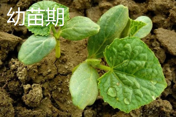 黄瓜对生长温度的要求,要保持在15-32℃