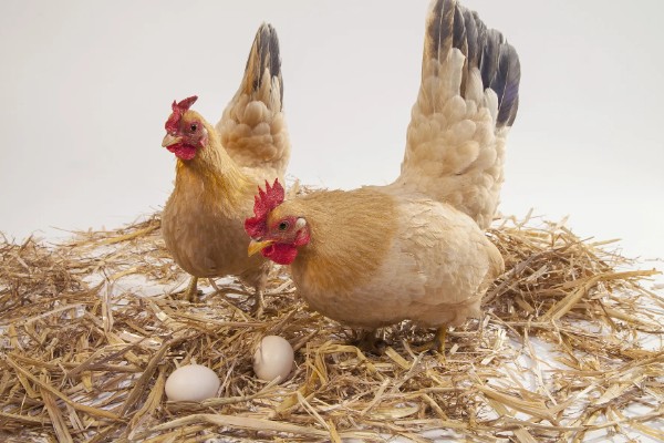 鸡为什么会啄蛋，缺少营养是主要原因