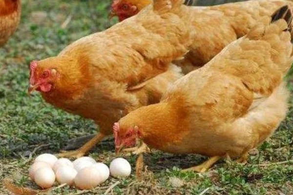 鸡为什么会啄蛋，缺少营养是主要原因