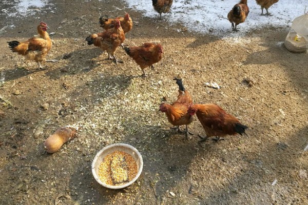 鸡为什么会啄蛋，缺少营养是主要原因