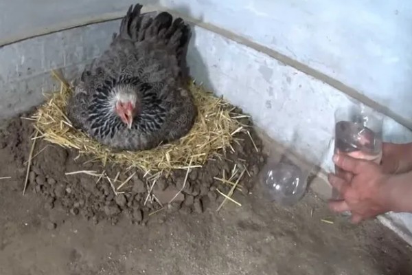 鸡为什么会啄蛋，缺少营养是主要原因