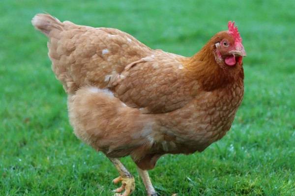 鸡为什么会啄蛋，缺少营养是主要原因