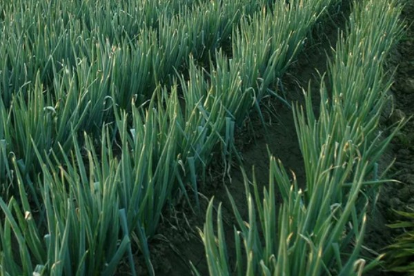 大葱怕不怕冻，通常不怕冻