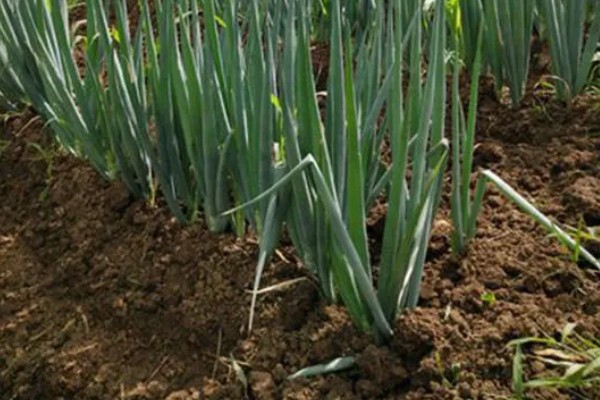 大葱怕不怕冻，通常不怕冻