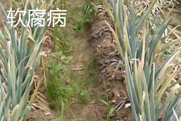 大葱怕不怕冻，通常不怕冻