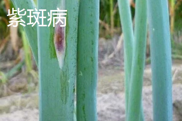 大葱怕不怕冻，通常不怕冻