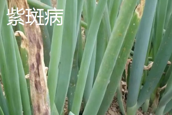 大葱怕不怕冻，通常不怕冻