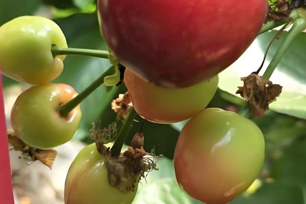 拉宾斯甜樱桃刚长的小芽是什么颜色,尖端的部分则是呈淡红色