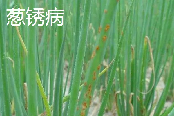 大葱怕不怕冻，通常不怕冻