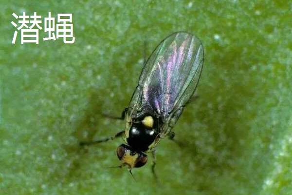 大葱怕不怕冻，通常不怕冻