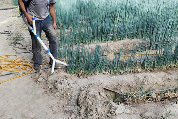 大葱怕不怕冻，通常不怕冻