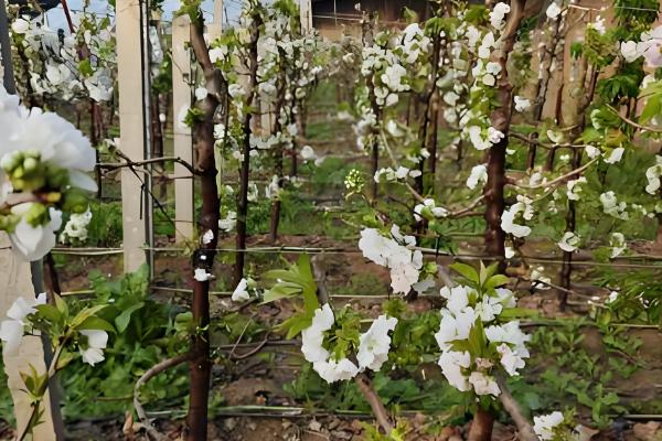 拉宾斯甜樱桃刚长的小芽是什么颜色,尖端的部分则是呈淡红色