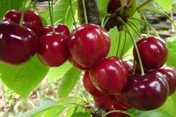 拉宾斯甜樱桃刚长的小芽是什么颜色,尖端的部分则是呈淡红色