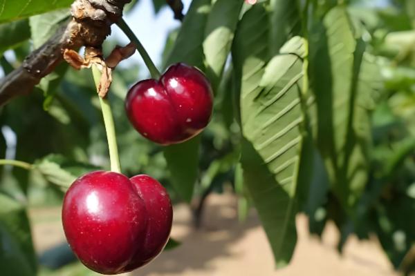 拉宾斯甜樱桃刚长的小芽是什么颜色,尖端的部分则是呈淡红色