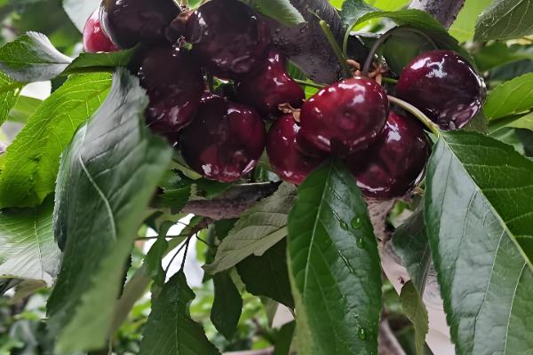 拉宾斯甜樱桃刚长的小芽是什么颜色,尖端的部分则是呈淡红色