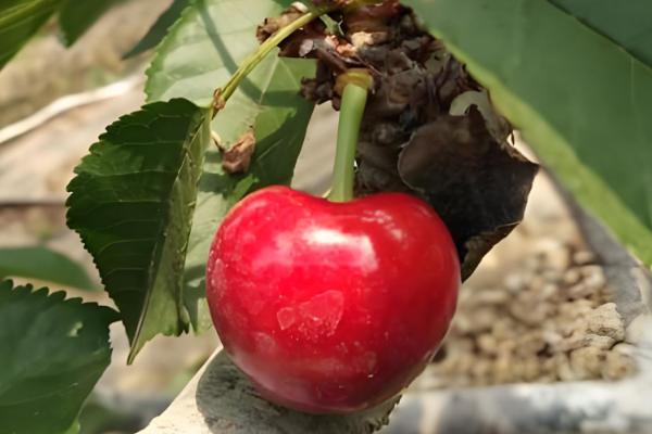 拉宾斯甜樱桃刚长的小芽是什么颜色,尖端的部分则是呈淡红色
