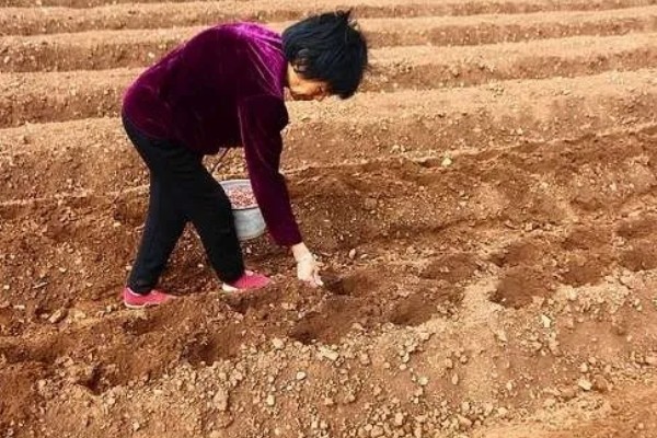 花生什么季节播种，春季播种为佳