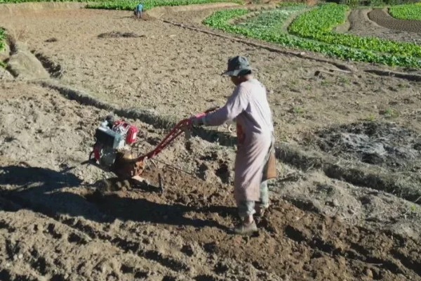花生什么季节播种，春季播种为佳