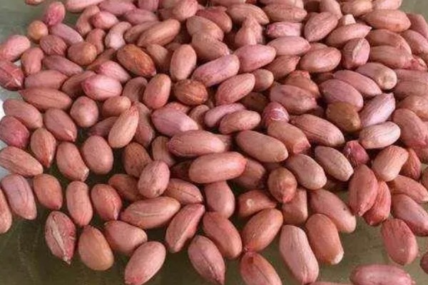 花生什么季节播种，春季播种为佳