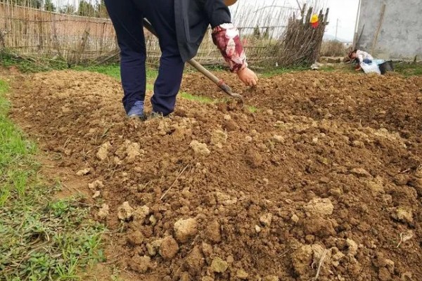 花生什么季节播种，春季播种为佳
