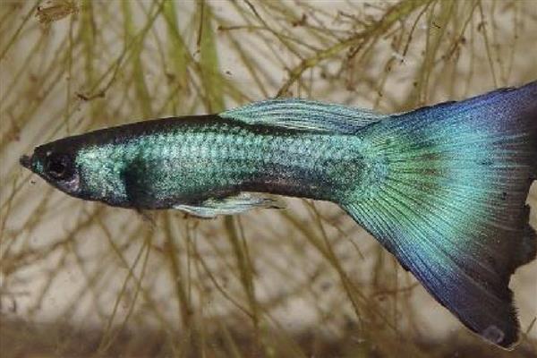 三角鱼好不好养,饲养难度不大