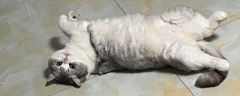 猫咪涨肚的解决办法，找准原因再对症治疗