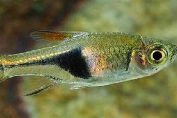 三角鱼好不好养,饲养难度不大