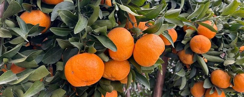 耙耙柑和丑橘怎么区分，可通过果皮和果型来区分