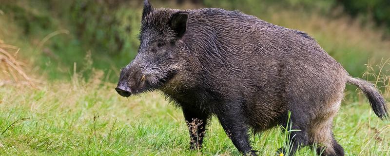 野猪的食物,能吃的东西通常都会吃