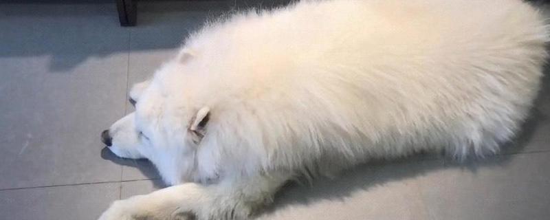 狗狗糖尿病怎么防治，减少喂食高糖、高脂肪的食物