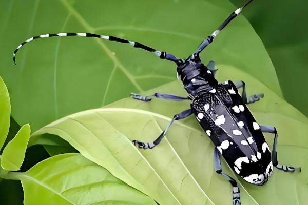 天牛的外观，呈长圆筒形长有触角