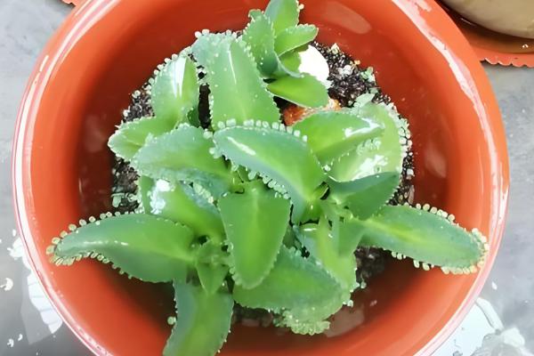 落地生根如何施肥，生长期一个月施三次肥