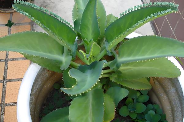 落地生根如何施肥，生长期一个月施三次肥