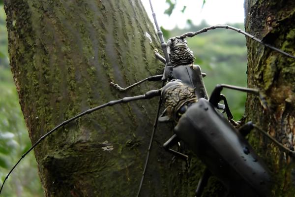 天牛的外观，呈长圆筒形长有触角
