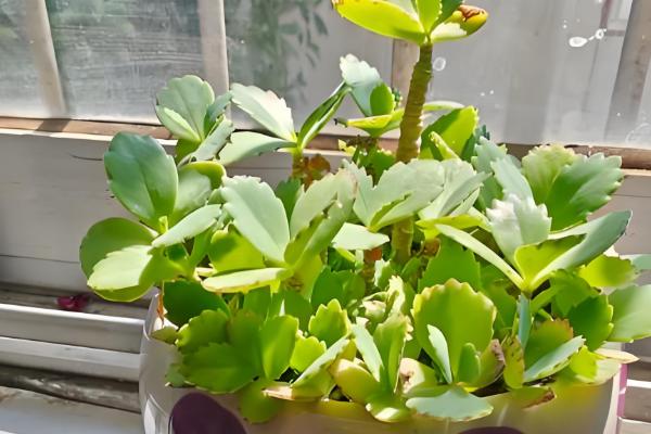 落地生根如何施肥，生长期一个月施三次肥