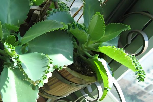 落地生根如何施肥，生长期一个月施三次肥