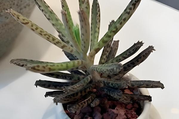 落地生根如何施肥，生长期一个月施三次肥