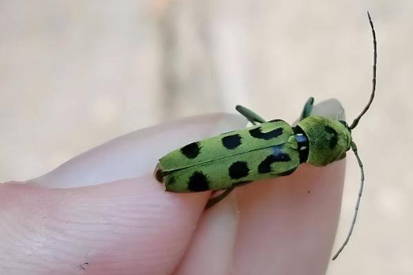 天牛的外观，呈长圆筒形长有触角