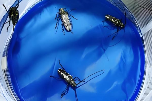 天牛的外观，呈长圆筒形长有触角