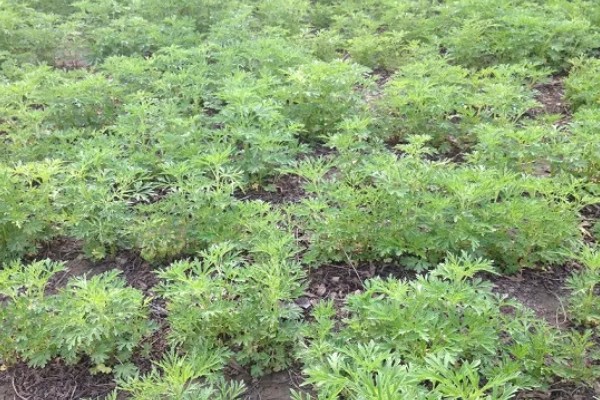 种植益母草的要点,春播需中耕除草3次