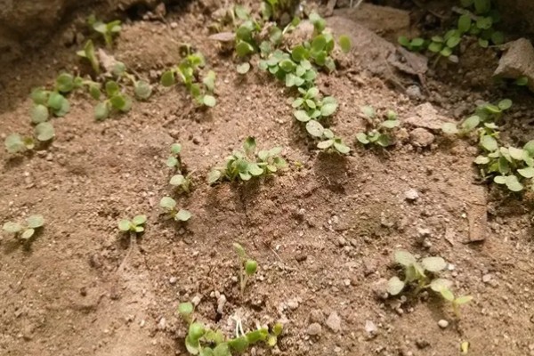 种植益母草的要点,春播需中耕除草3次