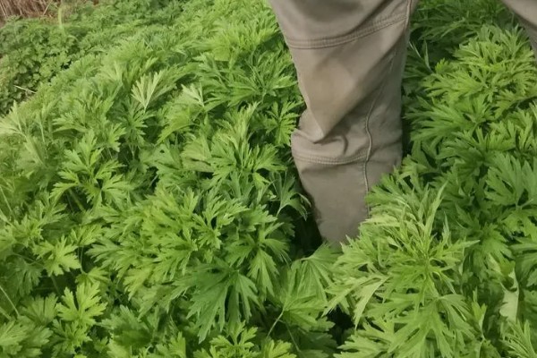种植益母草的要点,春播需中耕除草3次
